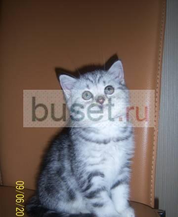 Шотландский плюшевый котенок Москва