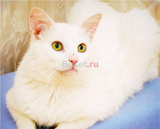 Шикарный белоснежный красавец Мистер Сем Котовский Санкт-Петербург