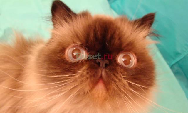 Котик в хорошие руки Санкт-Петербург