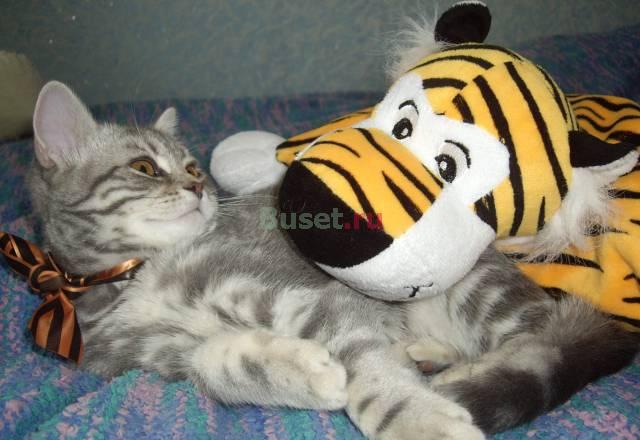 Продается котенок-британская кошечка Тула