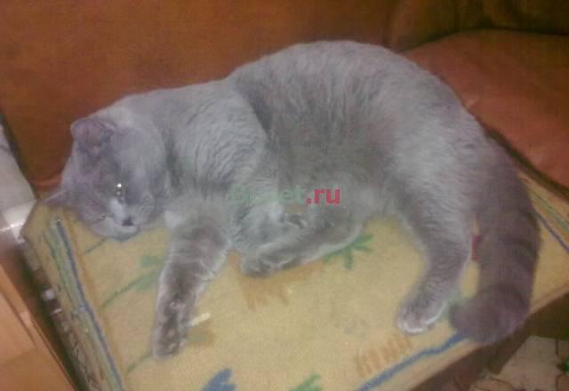 Британский кот и шотландский голубого окраса пригл Москва