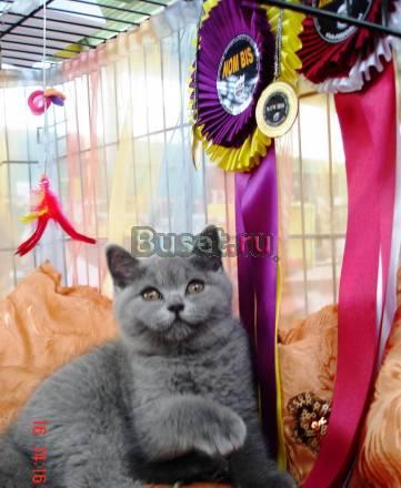 100 британская короткошерстная Краснодар