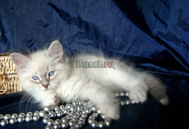 Невские маскарадные сибирские клубные котята Москва