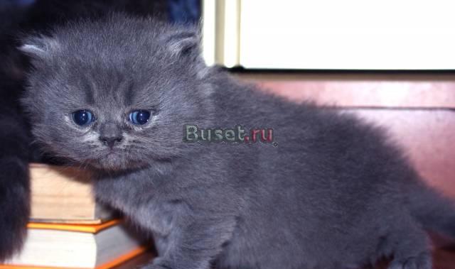 Персидские котята Москва
