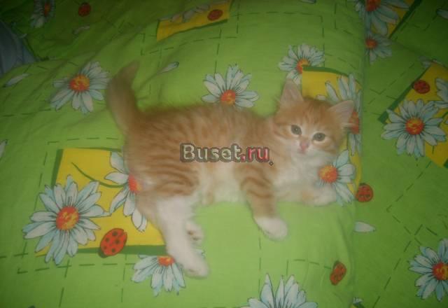 Сибирский котенок (девочка) Москва