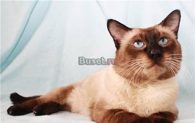 Голубоглазый тайский котик Честер в дар Москва