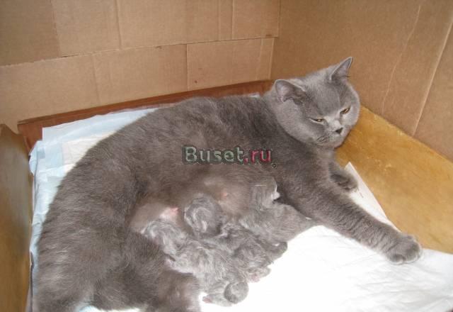 Британские котятки м. Ясенево Москва