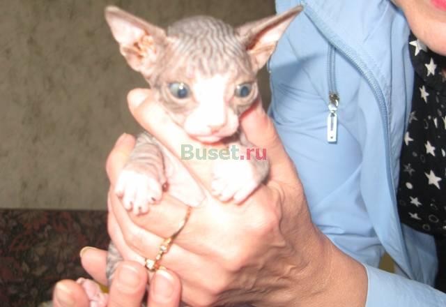 Котята Челябинск