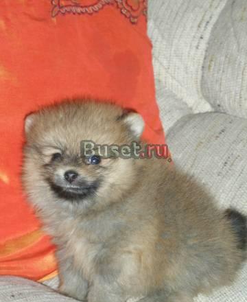 Немецкий шпиц щенки Белгород