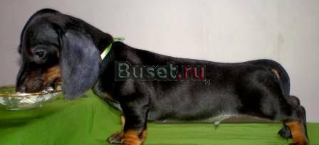 Щенки таксы стандартной гладкошерстной Чебоксары