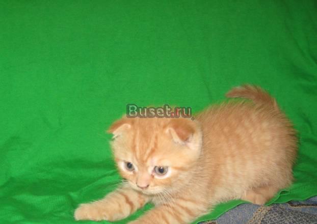 Рыжий,вислоухий котёнок Москва