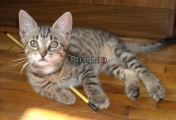 Котенок Стёпа ищет дом Санкт-Петербург