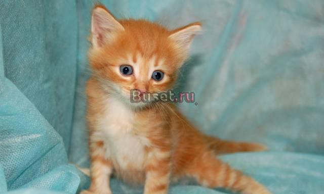Отдам котенка в добрые, ответственные руки Москва