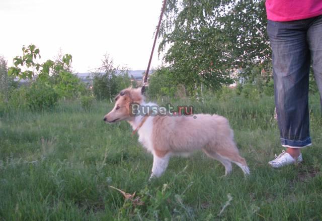 Продаются  щенок шелти Саратов