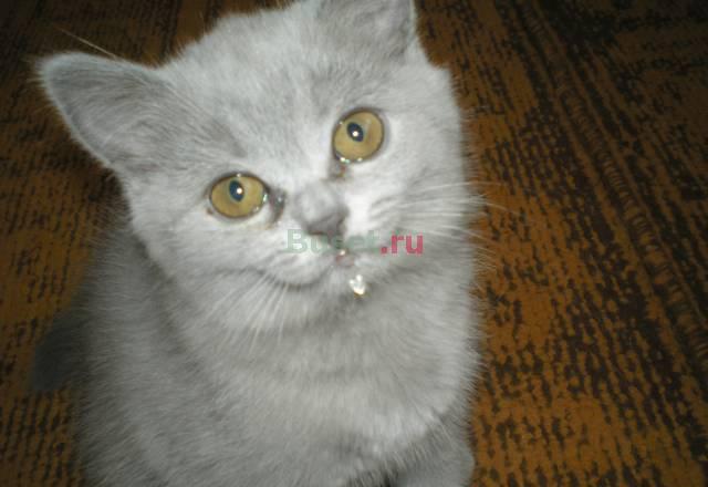 Котик, скотиш страйт, окрас голубой Челябинск