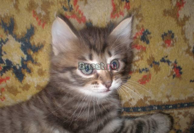 Котята Москва