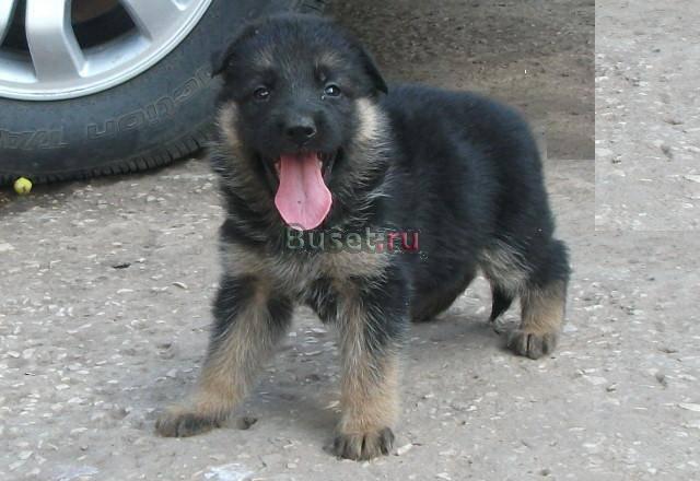 Немецкой овчарки щенки Самара