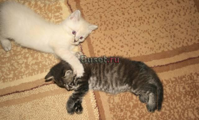 Котята -метисы невской маскарадной и британки Санкт-Петербург