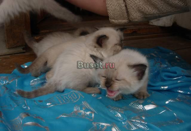 Невские маскарадные котята Москва