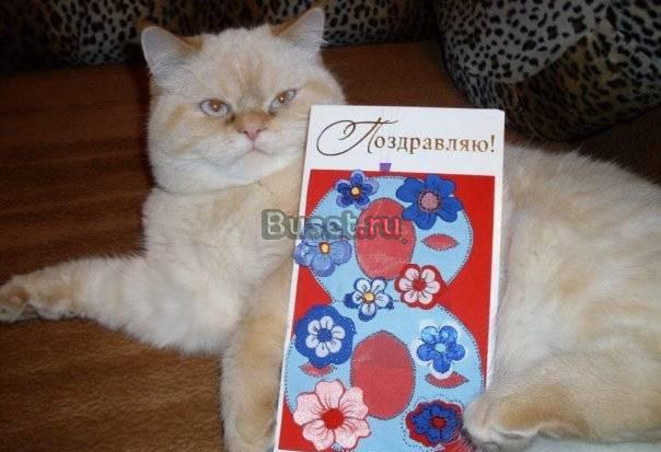 Экзотический котенок Санкт-Петербург