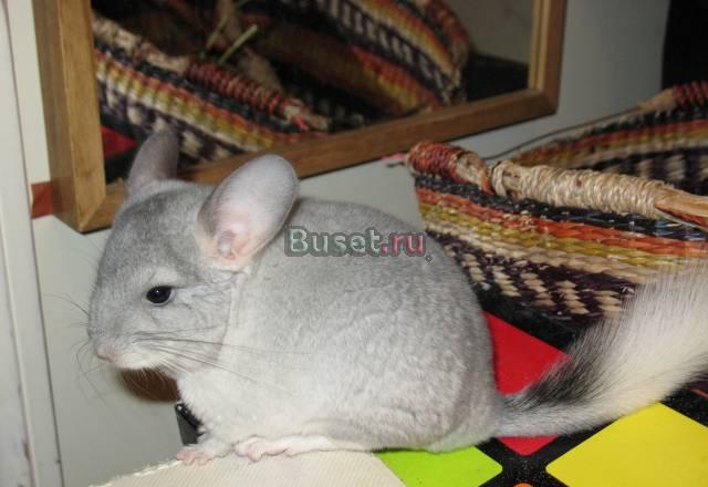Шиншилла (мальчик) белый Вильсон Санкт-Петербург