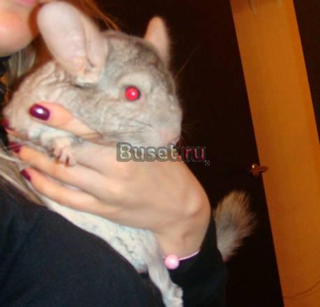 Шиншилла Москва