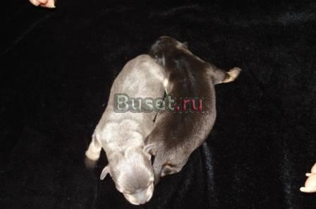 Щенки русского тоя Сочи