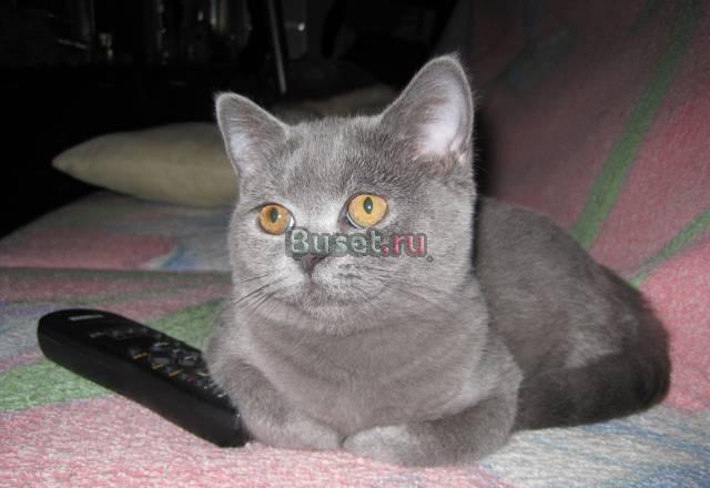 Британский короткошёрстный котёнок Санкт-Петербург