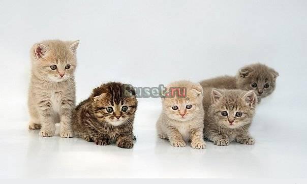 Клубные Котята Шотландские Вислоухие Санкт-Петербург