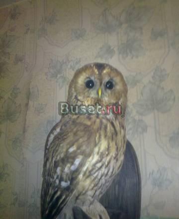 Чучело совы Москва