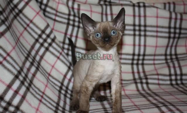 Котята девон рекс Санкт-Петербург
