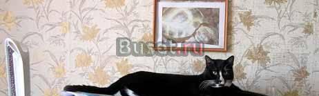 Отдам в хорошие руки молодого кота 1,5 г Выборг