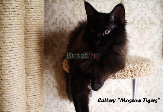 Котёнок мейн-кун от Гранд Интер Чемпиона Москва