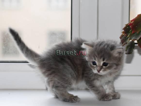 Голубая сибирская кошечка Москва