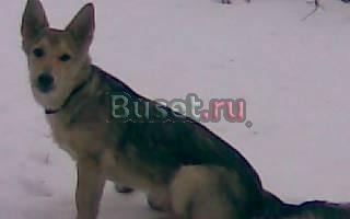 Щенок 6 месяцев,шведский валь хунд Москва