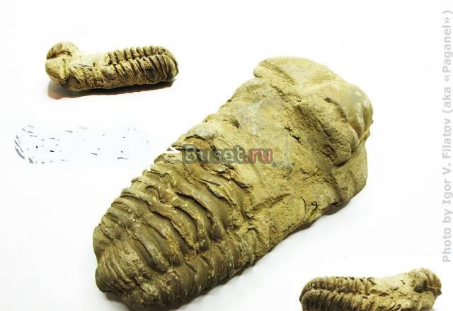 ОКАМЕНЕЛЫЙ ТРИЛОБИТ 450 МЛН ПОЛЕОЗОЙ ПРОИХ АЛЖИР Москва