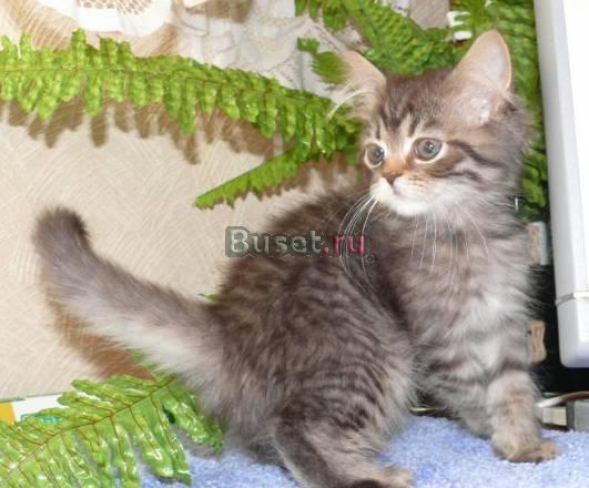 Продаются сибирские котята, 2 мес Санкт-Петербург
