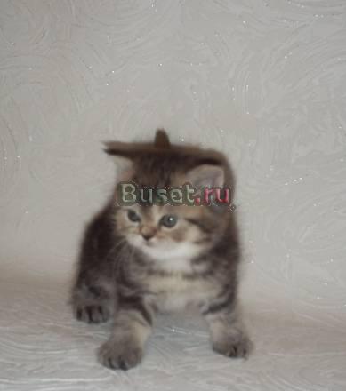 Экзотический  котенок Москва