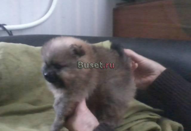 Померанский шпиц за полцены Всеволожск