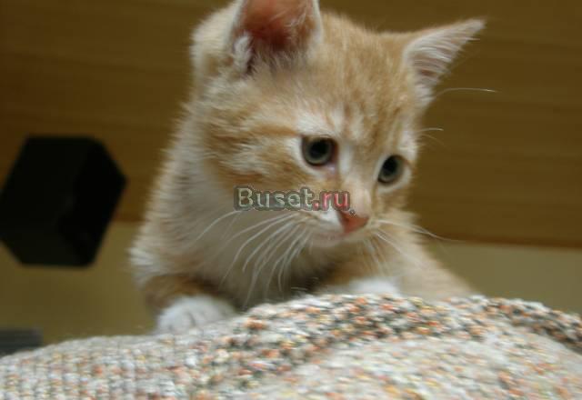 Рыжий котенок от домашней кошки Санкт-Петербург