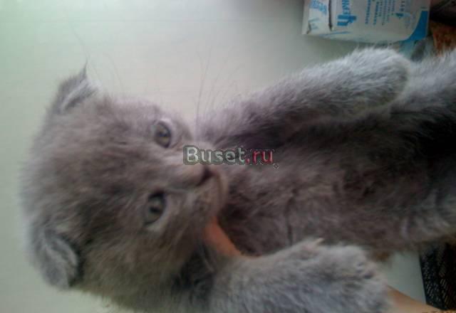 Британский вислоухий котенок Москва