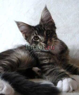 Мейн кун котята, 3 месяца Санкт-Петербург
