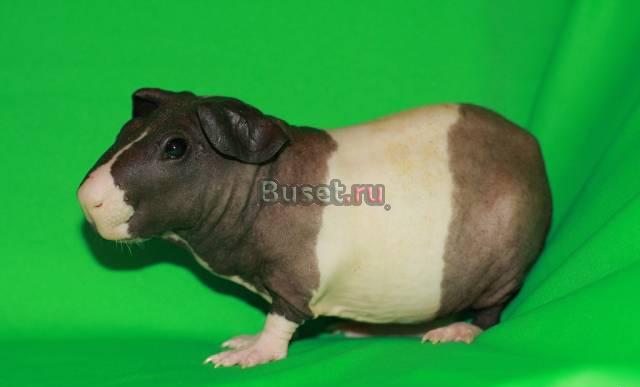 Болдуины Москва