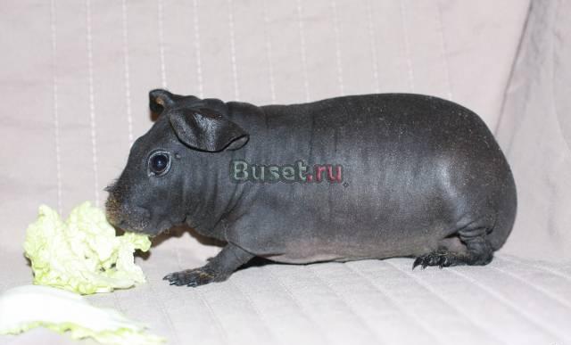 Свинка скинни Москва