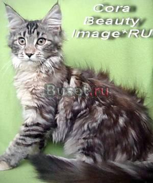 Мейн кун котенок Краснодар
