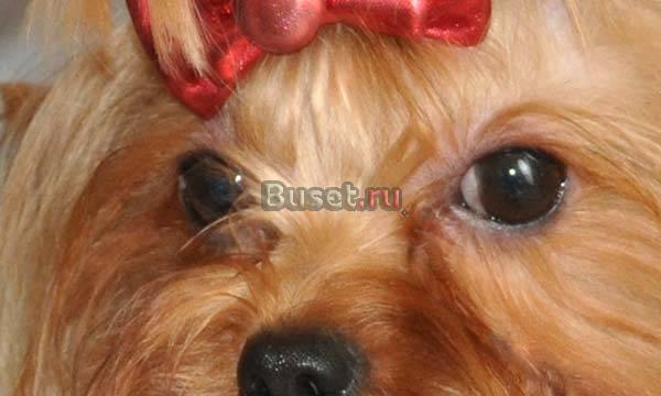 Йоркширский терьер -  клубные щенки Москва