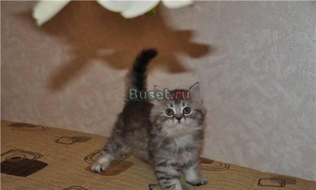 Британские котята Москва