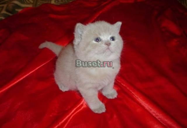 Британцы Красноярск