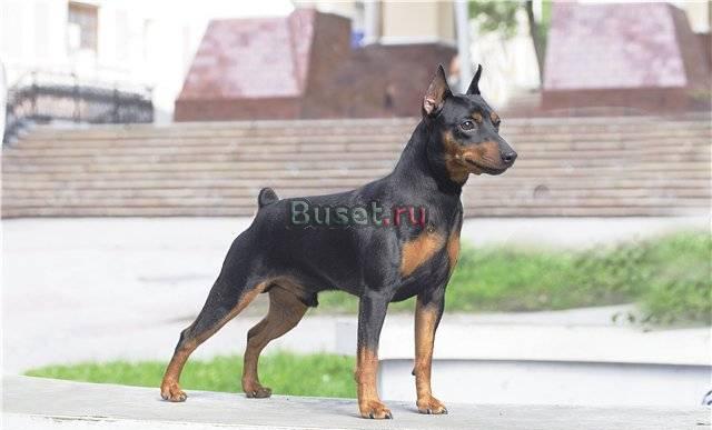 Элитные щенки Цвергпинчера Иркутск