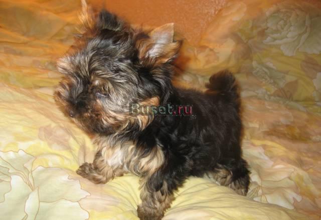 Йорики супермини, мини, стандарт Москва